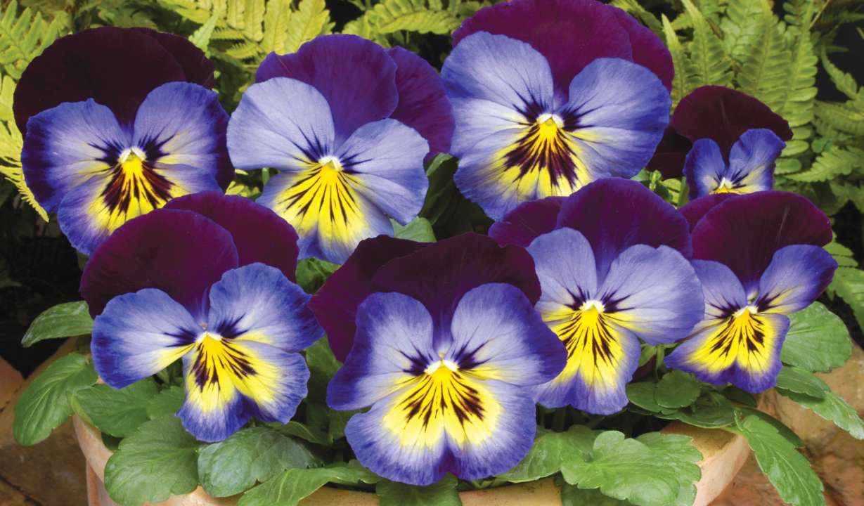 Pansy | Thompson's Garden Centre