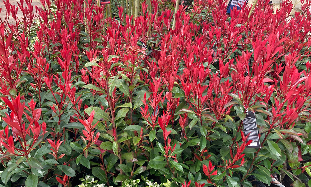 Photinia Red Robin