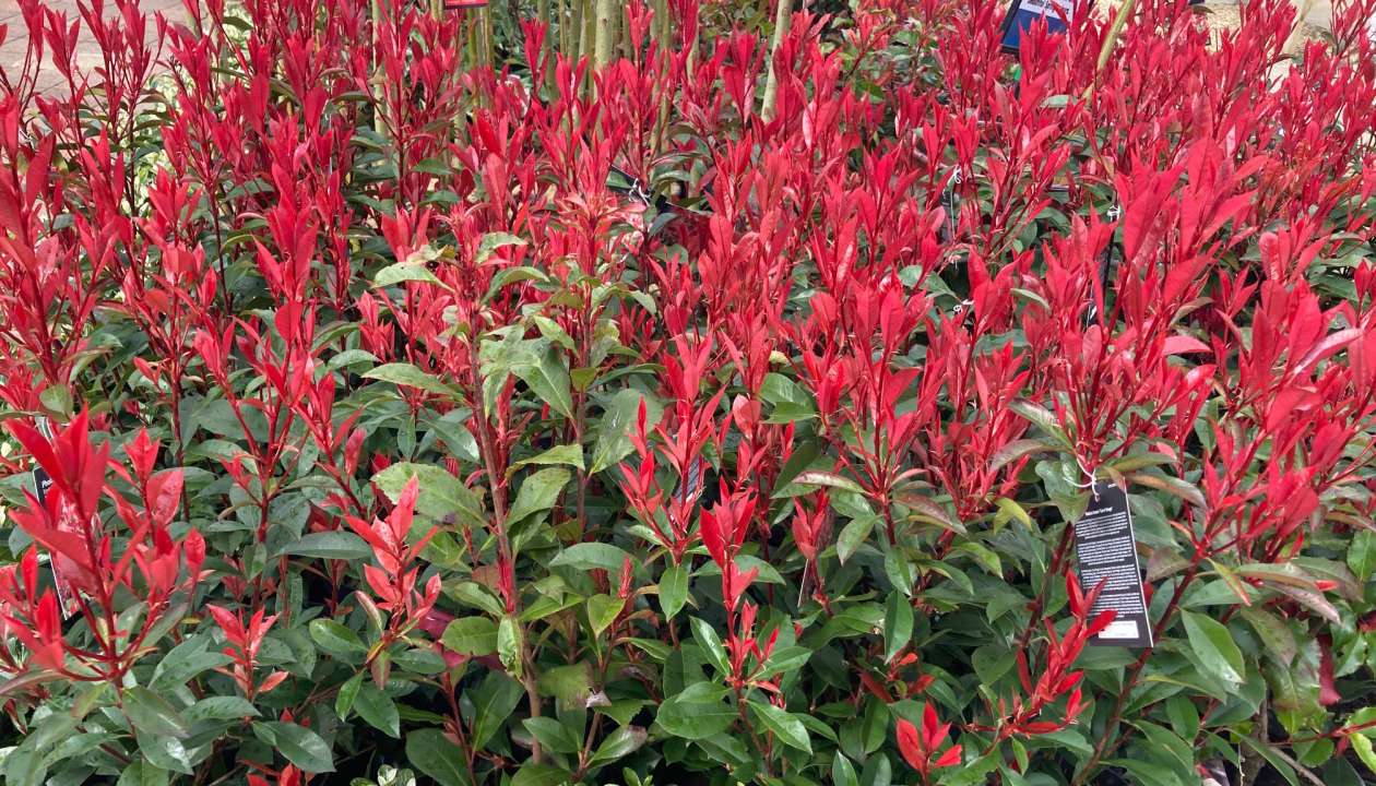 Photinia Red Robin | Thompson's Garden Centre