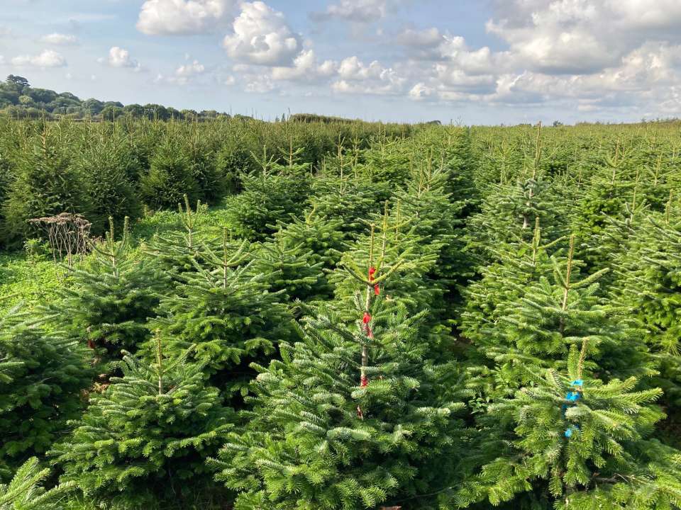 Christmas trees