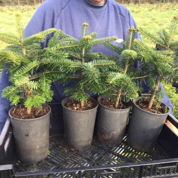 Pot Grown Christmas trees