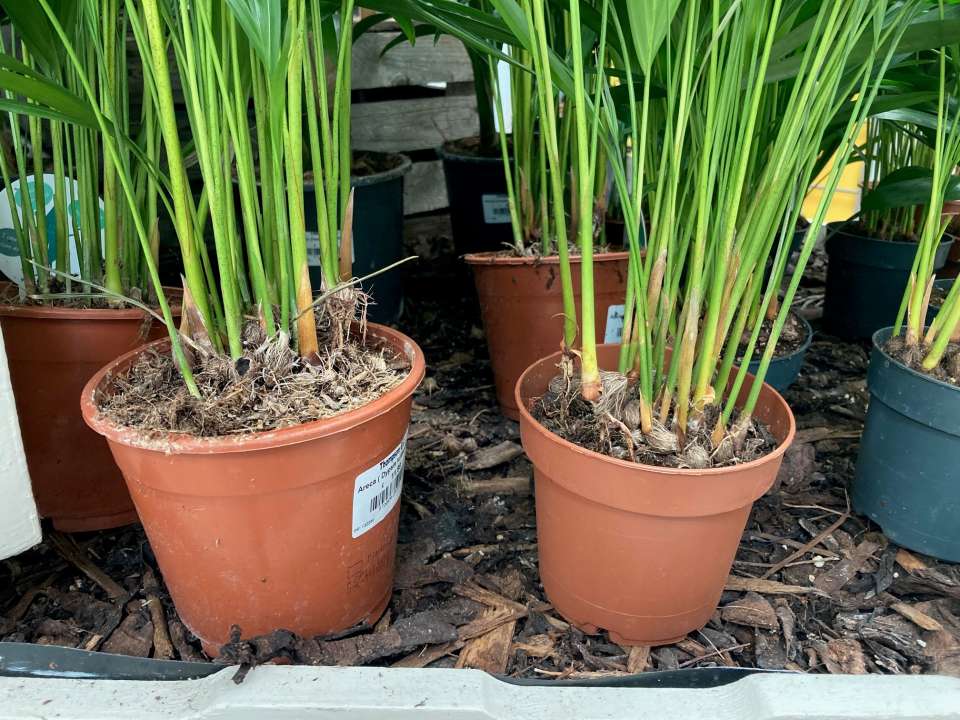 Houseplants | Thompsons Garden Centre