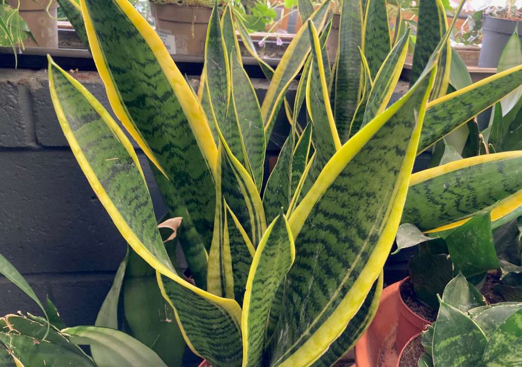 Snake plant | Thompson's Garden Centre