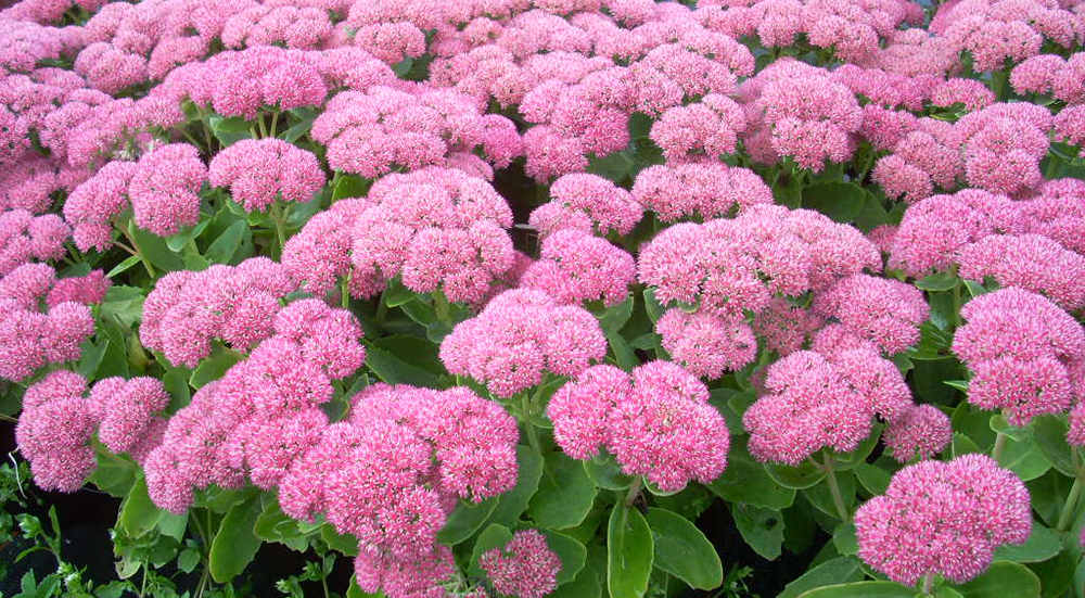 Sedum Autumn Joy