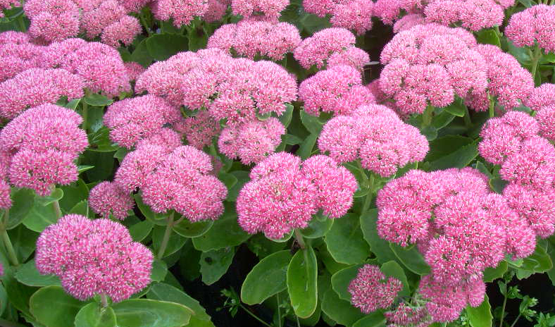 Sedum Autumn Joy | Thompson's Garden Centre