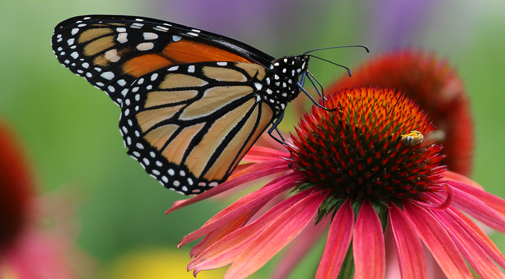 Attract Butterflies to your garden