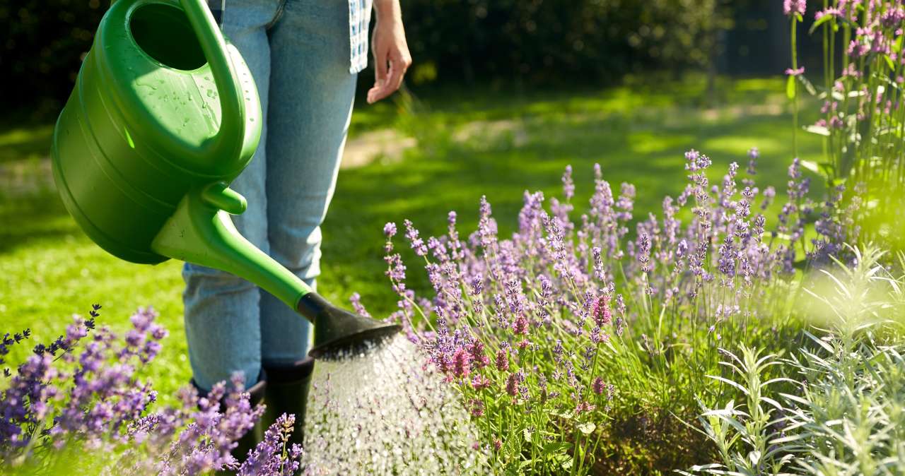 Watering | Thompson's Garden Centre