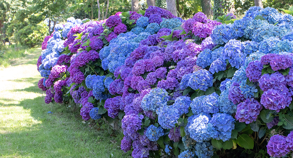 Hydrangea