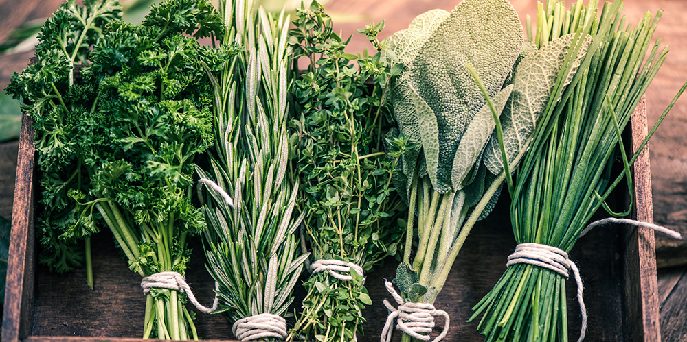 Herbs | Thompson's Garden Centre