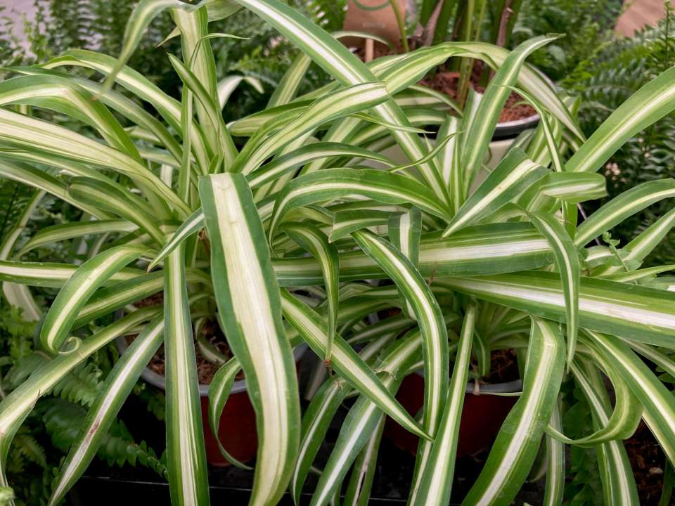 Houseplants | Thompson's garden Centre