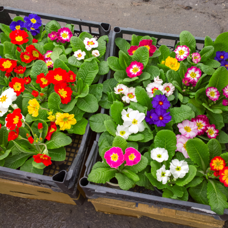 Plants for Spring Colour - Thompson's