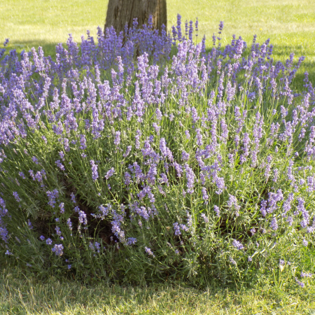 Lavenders - Thompson's