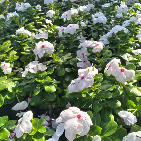 Plants for Ground Cover - Vinca - Thompsons