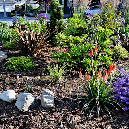 Plants for Spring Colour - Thompson's