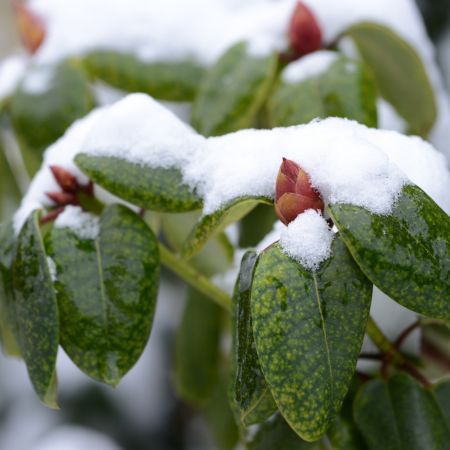 Rhododendron winter - Thompson's