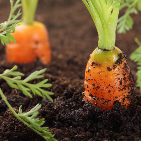 Soil Improvers - Thompsons