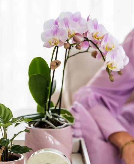 Flowering Houseplants - Thompson's