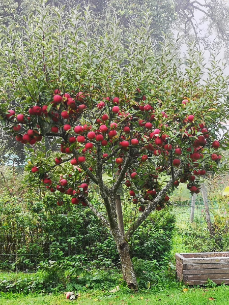 Fruit - Thompson's