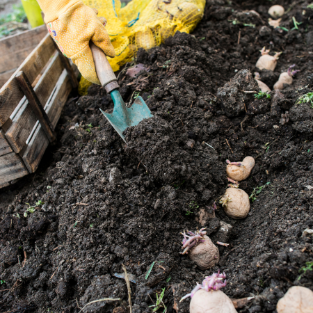 Seed Potatoes - Thompson's