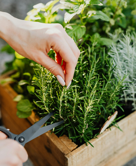Herbs & Vegetables