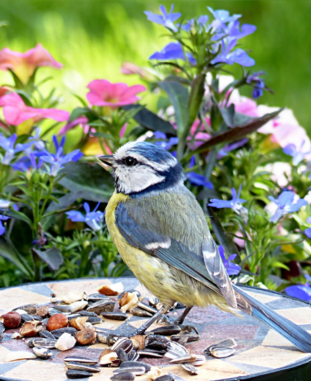 Bird care in summer