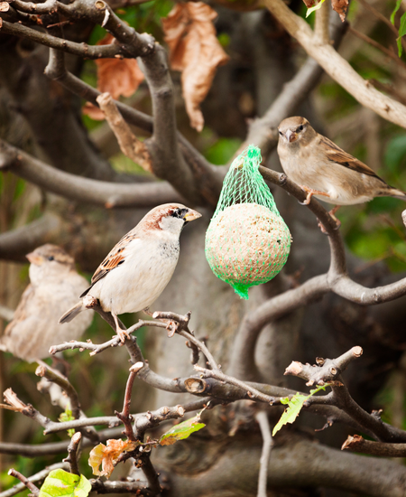 Bird care in autumn