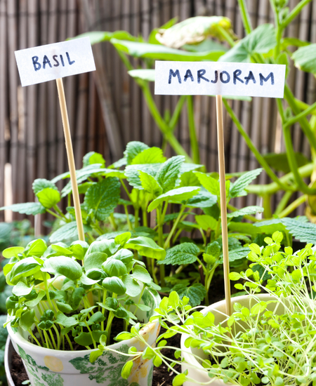 Herbs & Vegetables