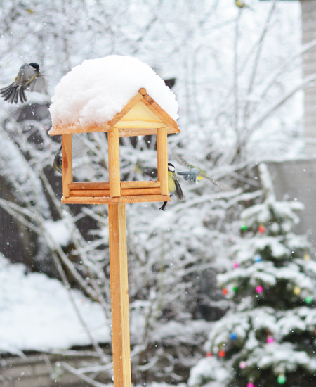 Bird care in winter