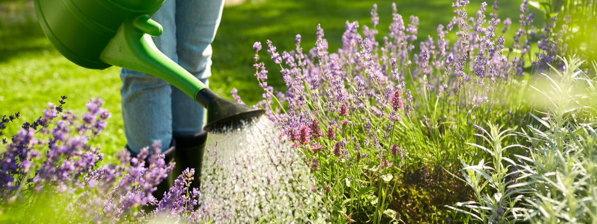 Watering garden plants - Thompson's