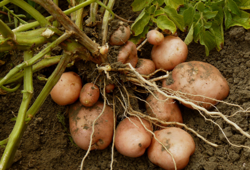 Seed Potatoes - Thompson's