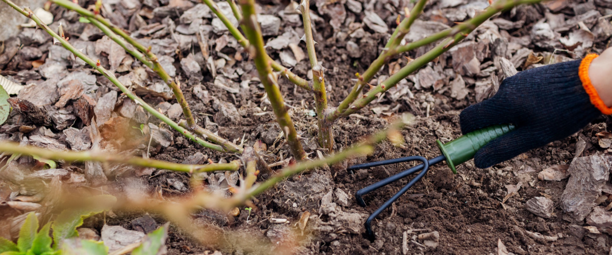 Winter plant protection - Thompson's