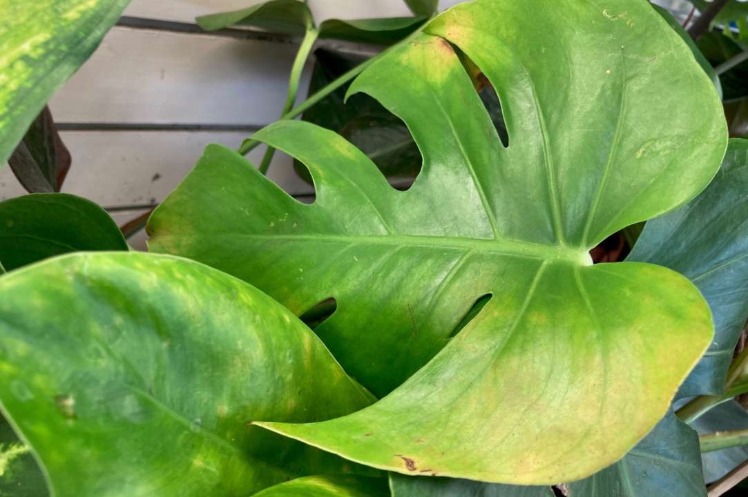 Houseplants | Thompson's garden Centre