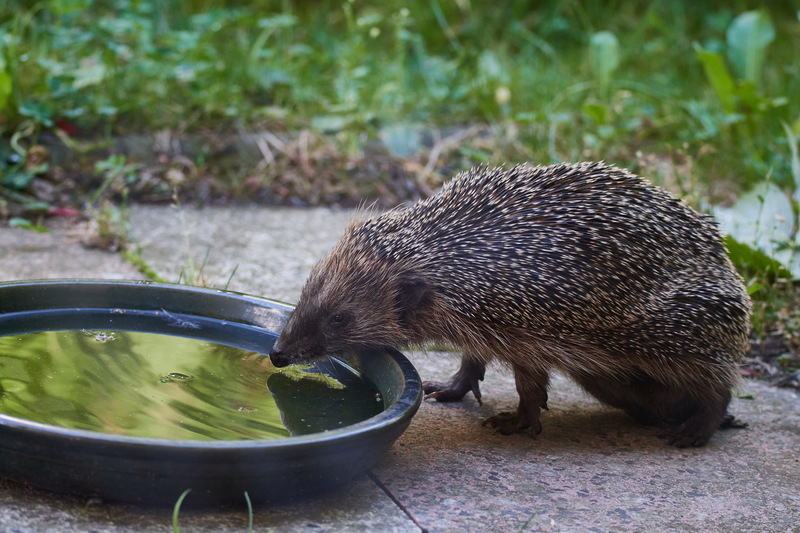 Water source wildlife - Thompson's