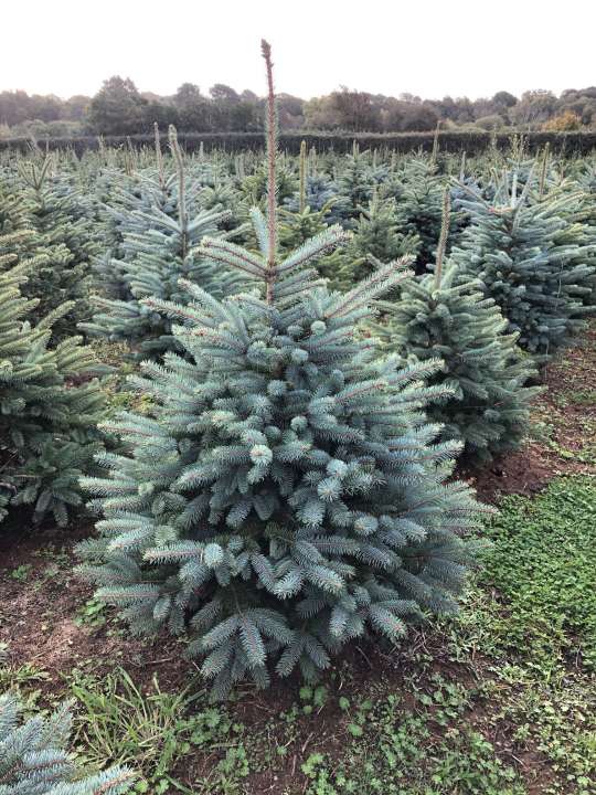 Blue Spruce Christmas Tree - Thompson's
