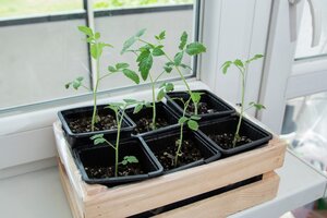 A container vegetable garden A container vegetable garden