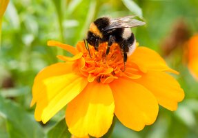 Attract Wildlife to Your Garden