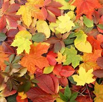 Autumn - Nature's Time For Planting Autumn - Nature's Time For Planting
