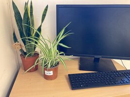 Best Houseplant for an Office
