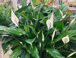 Best Houseplants for Bedrooms