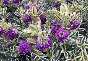 Best Plants for Small Gardens