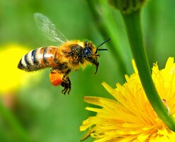 Biodiversity in the Garden