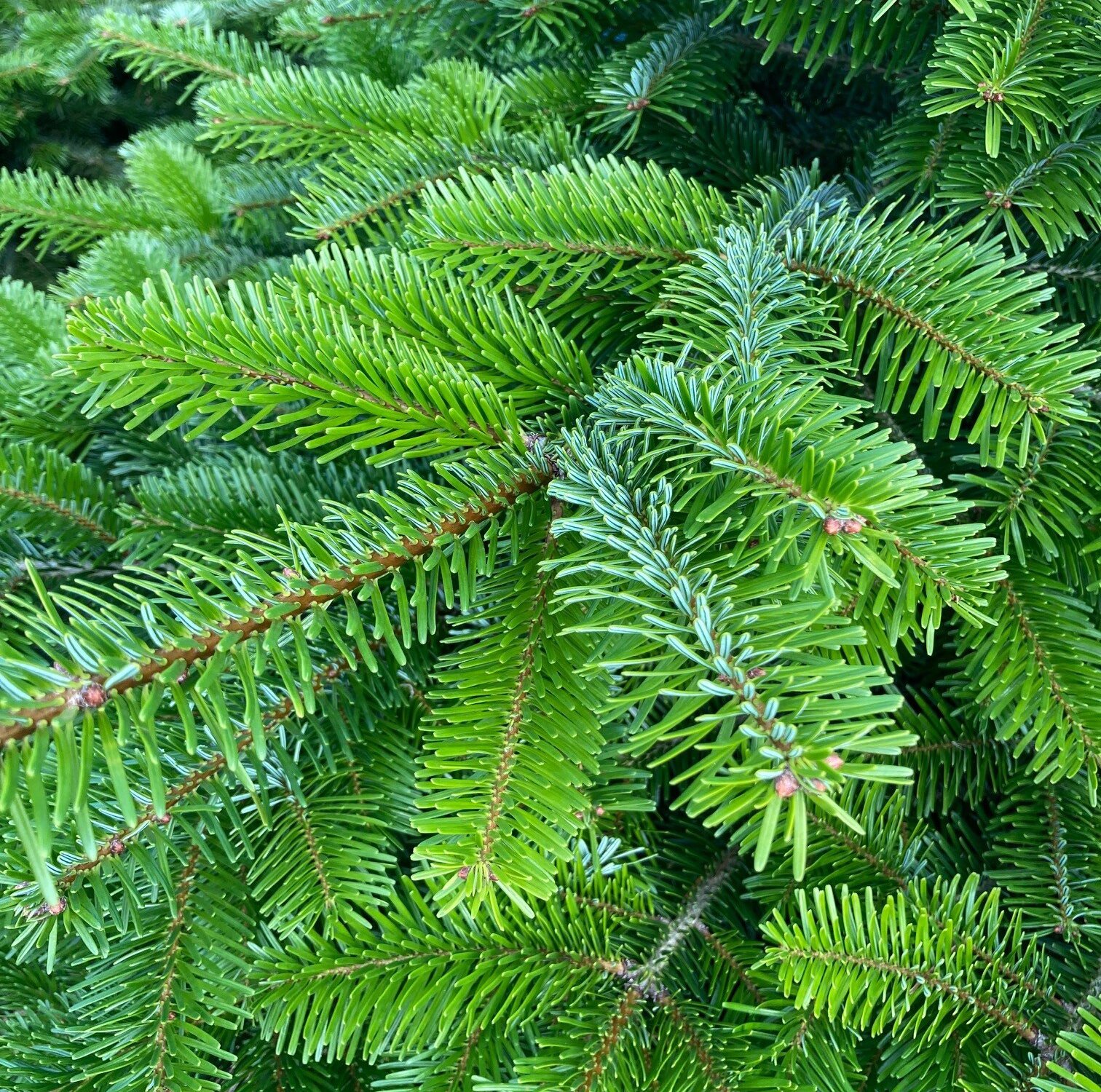 Christmas Tree Care Christmas Tree Care