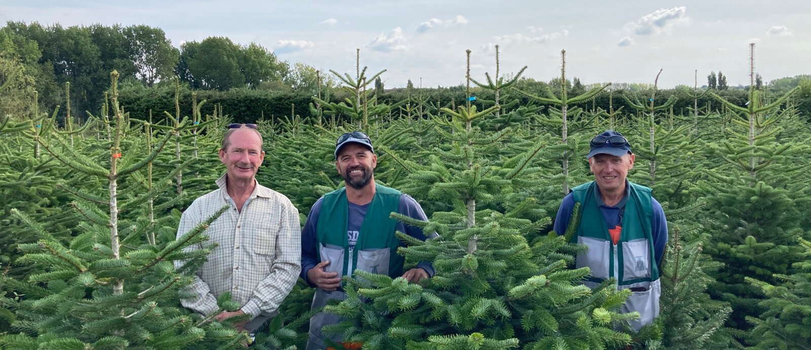 Sustainable Christmas Tree Farming