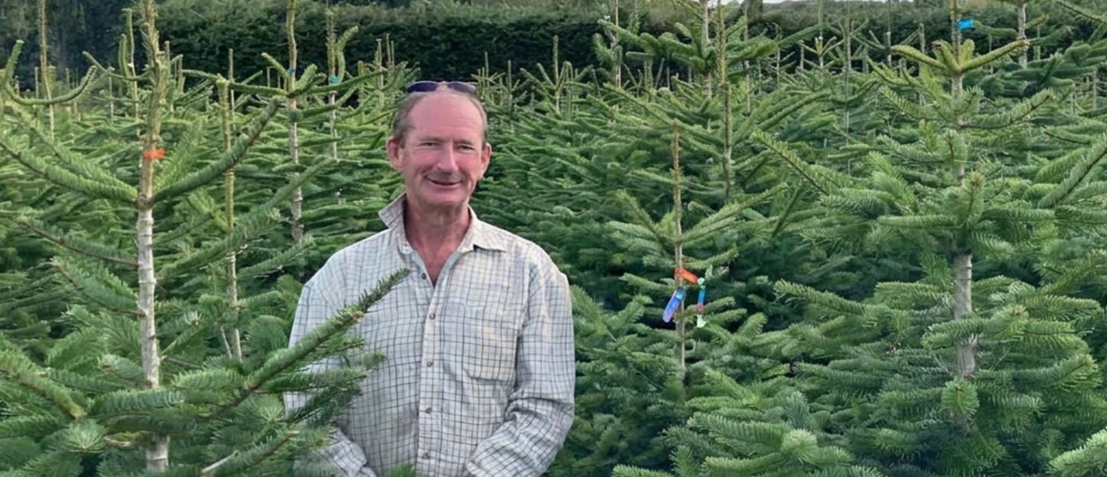 Sustainable Christmas Tree Farming