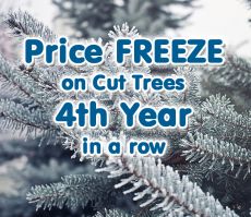 Christmas Tree Price Freeze Christmas Tree Price Freeze