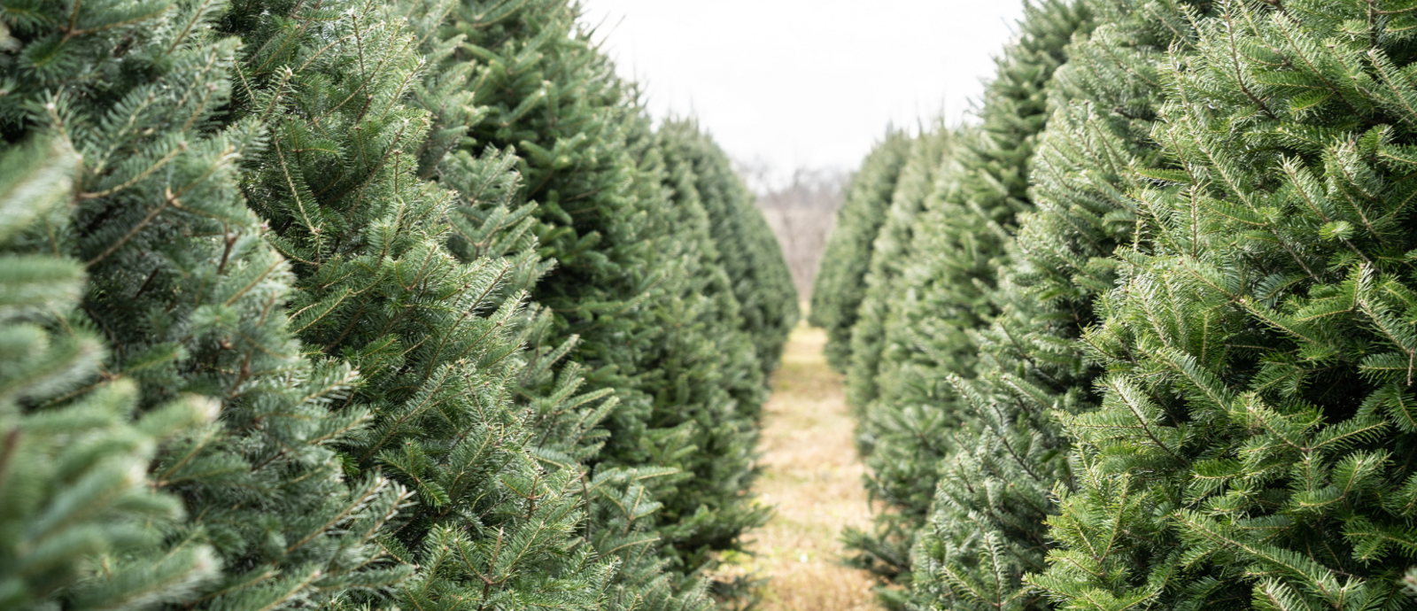 Christmas Trees - Pre Order Now