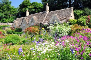 Cottage Garden Plants