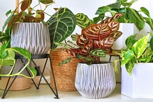 Displaying your houseplants