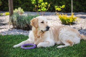 Dog-Friendly Plants