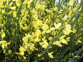 Drought Tolerant Plants